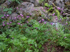 Geranium palmatum