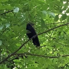 Corvus frugilegus
