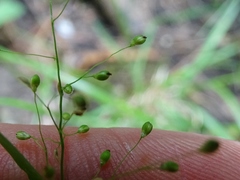 Dichanthelium implicatum