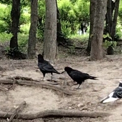 Corvus frugilegus