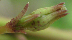 Ceropegia lugardiae image