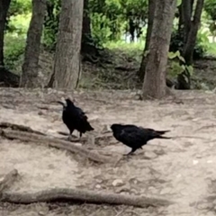 Corvus frugilegus