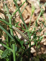 Euchloe ausonia