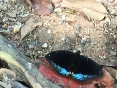 Lexias dirtea merguia