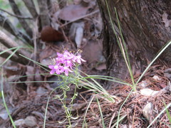 Zeltnera beyrichii