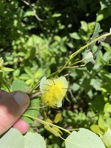 Cottonwood Dagger photo 4