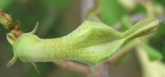 Ceropegia lugardiae image