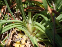 Armeria ruscinonensis