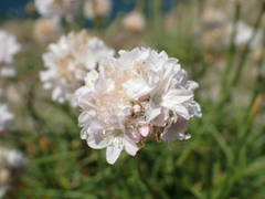 Armeria ruscinonensis