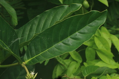 Bertiera