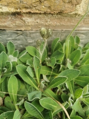 Pilosella flagellaris