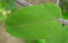 Ceropegia lugardiae image