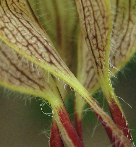 Ceropegia lugardiae image