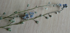 Myosotis popovii