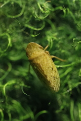 Aphrodinae