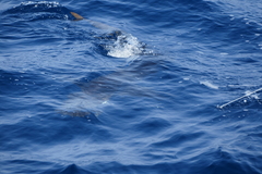 Carcharhinus falciformis