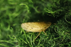 Aphrodinae