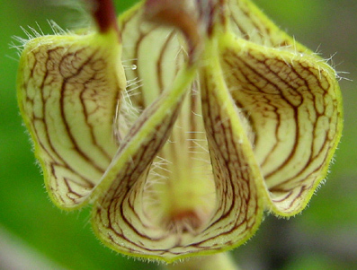 Ceropegia lugardiae image