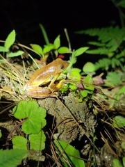 Rhacophorus subansiriensis