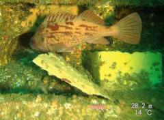 Sebastes auriculatus