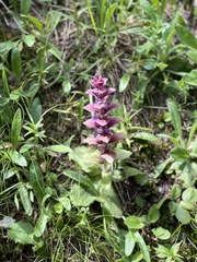 Ajuga pyramidalis