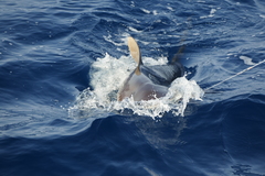Carcharhinus falciformis