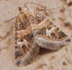 Drasteria mirifica