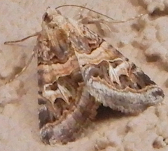 Drasteria mirifica