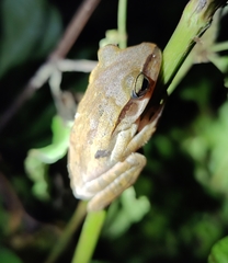 Polypedates subansiriensis