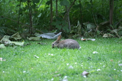 Oryctolagus cuniculus