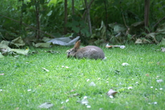 Oryctolagus cuniculus