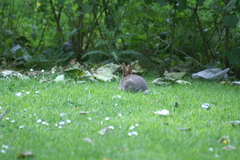 Oryctolagus cuniculus