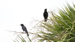 Corvus imparatus