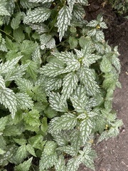Lamium galeobdolon flavidum