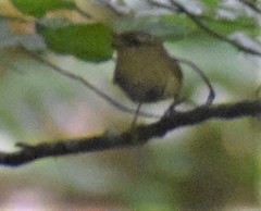 Troglodytes troglodytes