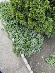 Lamium galeobdolon flavidum