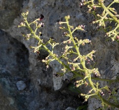 Scrophularia juratensis