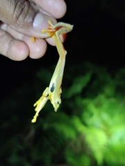 Rhacophorus subansiriensis