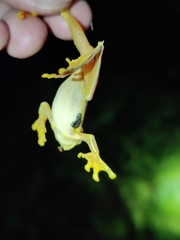 Rhacophorus subansiriensis