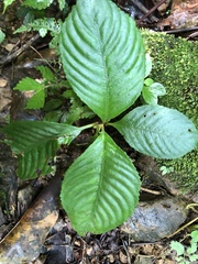 Rhynchotechum formosanum