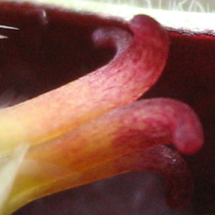 Ceropegia lugardiae image