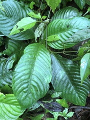 Rhynchotechum formosanum