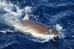 Carcharhinus falciformis