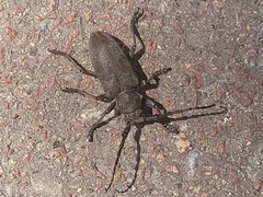 Lamia textor