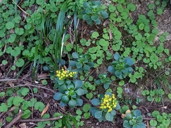 Aichryson divaricatum