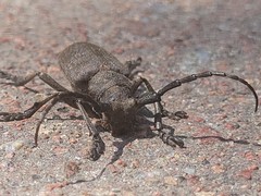Lamia textor