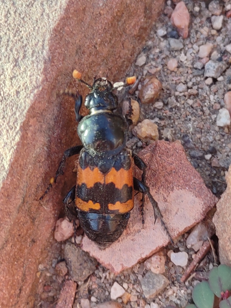 Common Burying Beetle