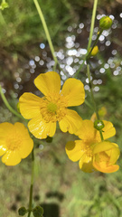 Ranunculus acris acris