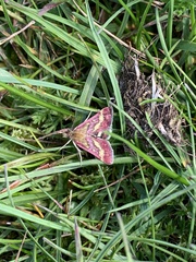 Pyrausta aurata