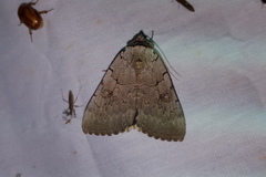 Catocala illecta
